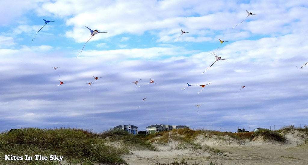 kite shapes in nature